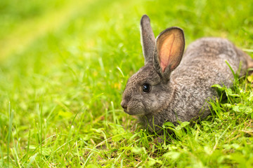 Fototapeta premium Grey rabbit in grass closeup