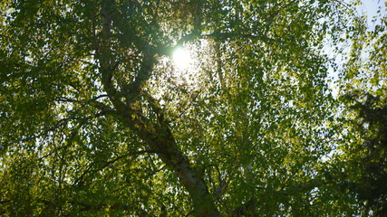 Sonne durchscheint Baum