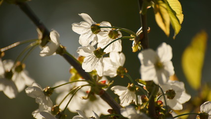 Weiße Blüten im Gegenlicht