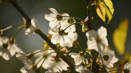 Weiße Blüten im Gegenlicht