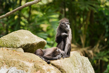 The Celebes crested macaque (Macaca nigra), also known as the crested black macaque, Sulawesi crested macaque, or the black ape. Monkeys looking for insects in the fur of each other. Singapore.