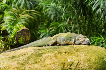The rhinoceros iguana (Cyclura cornuta) sleeping on rock.