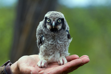Fototapeta premium Little fluffy chick owl is located on human hand