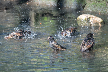 Common Starlings, birds bathing in the puddle