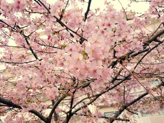 街中で感じる春