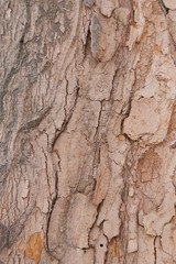 Closeup on a tree. Tecture background of bark with moss and scarves on an old plant.