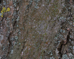 Closeup on a tree. Tecture background of bark with moss and scarves on an old plant.