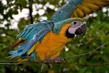 Ein Gelbbrustara sitzt auf einem Metalldraht (Nahaufnahme)