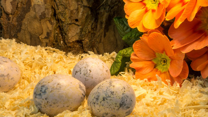 Easter eggs on wood shavings with red flower as background bark of a pine
