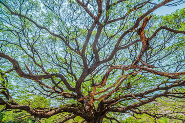 Huge rain tree in Kanchanaburi, Thailand No.2