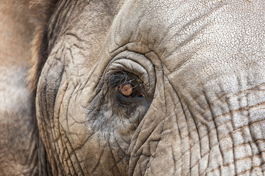 The eye of an African Elephant
