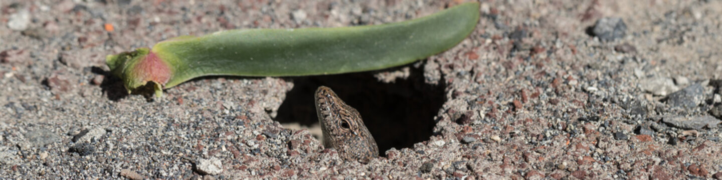 Mauereidechse (Podarcis dugesii)