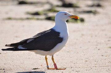 Möwe Amrum