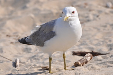 Möwe Amrum