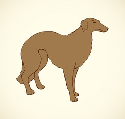 Vector outline drawing. Purebred dogs and mongrels