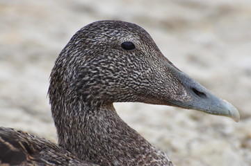 Amrum Eiderente
