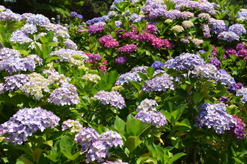 フロイデンスタイン（アジサイ）