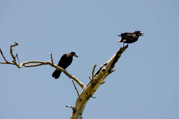 vultures sitting on a branch