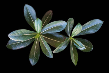 Details and lines of a big green leaf with black background