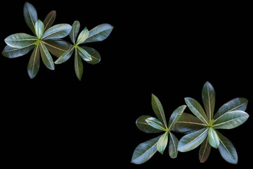 Details and lines of a big green leaf with black background