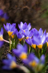 View of magic blooming spring flowers crocus growing in wildlife. Purple crocus growing from earth outside.