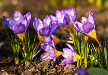 View of magic blooming spring flowers crocus growing in wildlife. Purple crocus growing from earth outside.