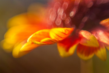 Fototapeta na wymiar Blurred flower petals background in yellow orange red