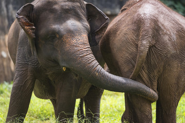 Sumatran Elephants Family