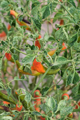 Red hot pepper crops. Shallow dept of field.