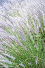 Gentle soft fluffy mauve flower close-up.