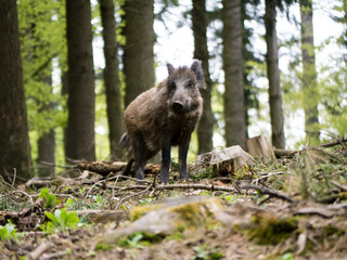 großes Wildschwein 7