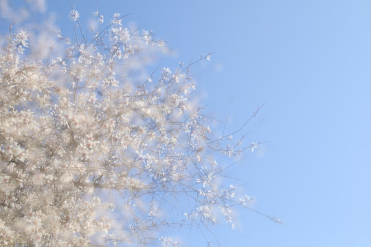 double exposure, abstract image of cherry tree
