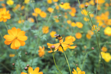 Flowers bloom or Wilt , have beauty In the itself    