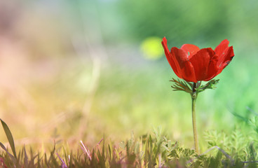 Obraz premium low angle photo of red poppy in the green field