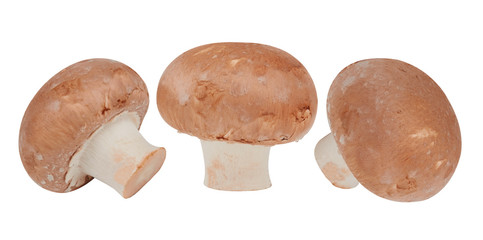 Fototapeta premium Brown mushrooms isolated