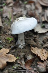 Amanita vaginata, the grisette in the forest, Gray slim amanita mushroom