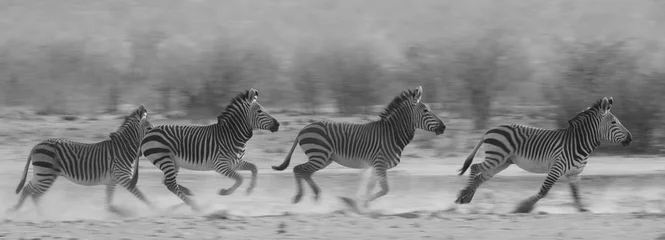 Rolgordijnen Lopende zebra © Chris