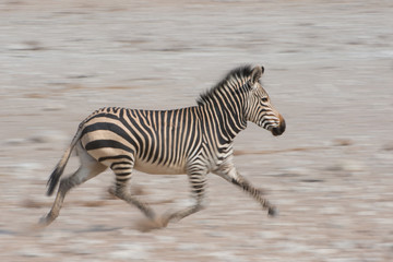 Fototapeta na wymiar Hartmann's zebra running