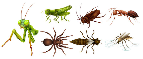 Different kinds of insects