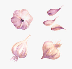 Food design set with garlic watercolor. Vegetable background in hand drawn style. Isolated on white background. 
