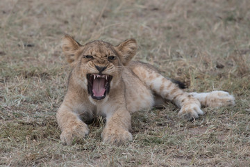 Lion cub yawning