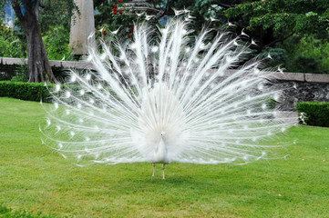 Albino peacock in thу garden