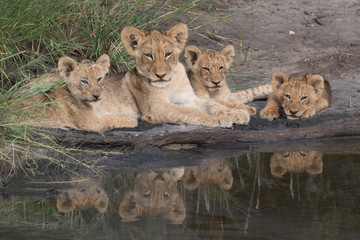 Lion cubs at waterhole