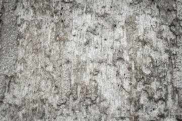 Old Wooden bark texture