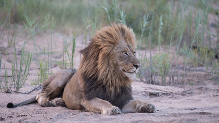 Male lion in riverbed 