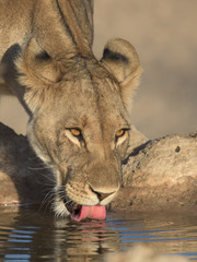 Lioness drinking water