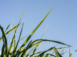 Close-up sunlit and covered with morning dew drops green grass blades against the blue sky.