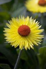 yellow flower close up