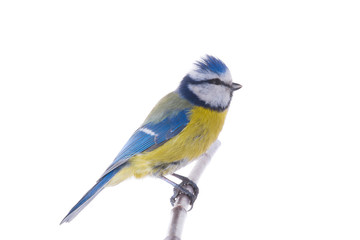Eurasian Blue Tit