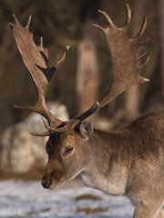 Tiere Wildpark Leipzig